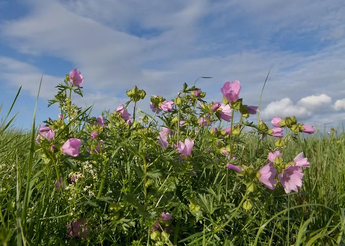 Nature Hideaway Hambachtal Apartamento *