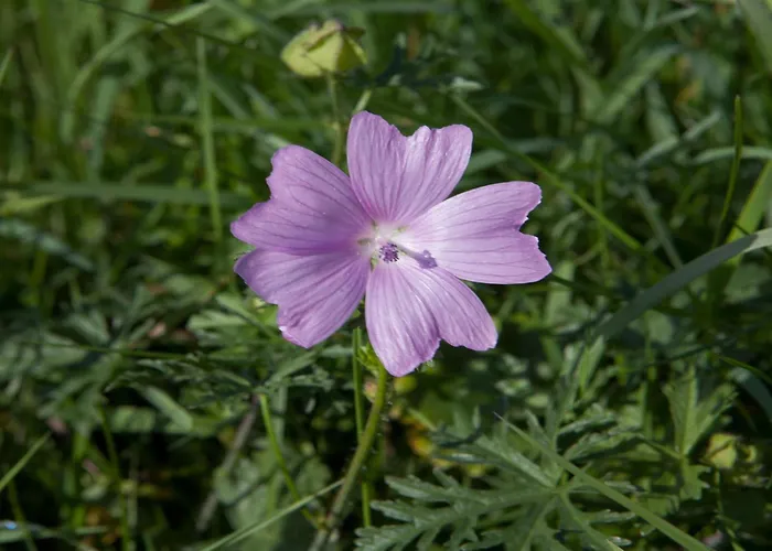 Nature Hideaway Hambachtal Appartamento *